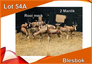 2x BLESBOK/BLESBUCK M:2 Rooi gemerk(Per stuk om lot te neem)