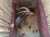 1 X SWARTWITPENS - SABLE M:1 SABLE RANCH - 2