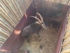 1 X SWARTWITPENS - SABLE M:1 SABLE RANCH - 3