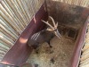 1 X SWARTWITPENS - SABLE M:1 SABLE RANCH - 4
