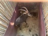 1 X SWARTWITPENS - SABLE M:1 SABLE RANCH - 5