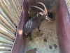 1 X SWARTWITPENS - SABLE M:1 SABLE RANCH - 6
