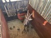 1 X SWARTWITPENS - SABLE M:1 SABLE RANCH - 7