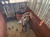 1 X SWARTWITPENS - SABLE M:1 SABLE RANCH - 8