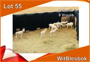 10x WIT BLESBOK/WHITE BLESBUCK M:2 V/F:8 (Per stuk om lot te neem)