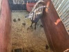 1 X SWARTWITPENS - SABLE M:1 SABLE RANCH - 10