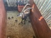1 X SWARTWITPENS - SABLE M:1 SABLE RANCH - 11
