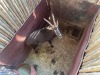 1 X SWARTWITPENS - SABLE M:1 SABLE RANCH - 12