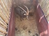 1 X SWARTWITPENS - SABLE M:1 SABLE RANCH - 14