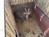 1 X SWARTWITPENS - SABLE M:1 SABLE RANCH - 15