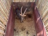 1 X SWARTWITPENS - SABLE M:1 SABLE RANCH - 17