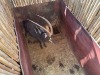 1 X SWARTWITPENS - SABLE M:1 SABLE RANCH - 18