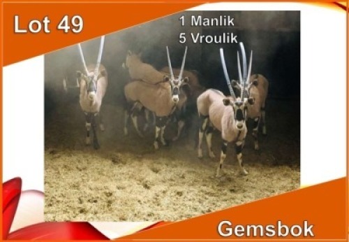 6x GEMSBOK/ORYX M:1 V/F:5 (Per stuk om lot te neem)
