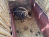 1 X SWARTWITPENS - SABLE M:1 SABLE RANCH - 19
