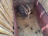 1 X SWARTWITPENS - SABLE M:1 SABLE RANCH - 20