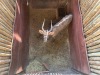 1 X NJALA - NYALA M:1 SABLE RANCH - 2