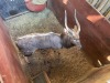 1 X NJALA - NYALA M:1 SABLE RANCH - 3