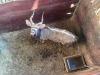 1 X NJALA - NYALA M:1 SABLE RANCH - 4