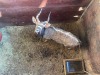 1 X NJALA - NYALA M:1 SABLE RANCH - 5