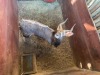 1 X NJALA - NYALA M:1 SABLE RANCH - 6