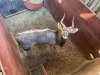 1 X NJALA - NYALA M:1 SABLE RANCH - 7