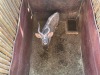 1 X NJALA - NYALA M:1 SABLE RANCH - 8