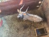 1 X NJALA - NYALA M:1 SABLE RANCH - 9
