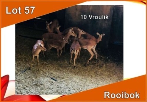 x ROOIBOK/IMPALA M: V/F: (Per stuk om lot te neem)