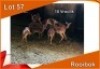 x ROOIBOK/IMPALA M: V/F: (Per stuk om lot te neem)