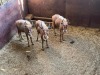 3 X GOUE WILDEBEES - GOLDEN WILDEBEEST M:1 V/F:2 MULATI (Betaal per dier/Pay per animal) - 2