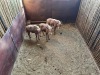 3 X GOUE WILDEBEES - GOLDEN WILDEBEEST M:1 V/F:2 MULATI (Betaal per dier/Pay per animal) - 3
