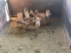 8 X ROOIBOK - IMPALA M:1 V/F:7 MULATI (Betaal per dier/Pay per animal) - 2