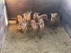 8 X ROOIBOK - IMPALA M:1 V/F:7 MULATI (Betaal per dier/Pay per animal) - 3