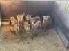 8 X ROOIBOK - IMPALA M:1 V/F:7 MULATI (Betaal per dier/Pay per animal) - 4