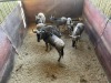 6 X BLOUWILDEBEES - BLUE WILDEBEEST M:1 V/F:5 MULATI (Betaal per dier/Pay per animal) - 2