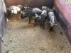 6 X BLOUWILDEBEES - BLUE WILDEBEEST M:1 V/F:5 MULATI (Betaal per dier/Pay per animal) - 3
