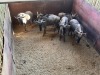 6 X BLOUWILDEBEES - BLUE WILDEBEEST M:1 V/F:5 MULATI (Betaal per dier/Pay per animal) - 4