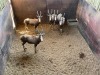 5 X BLESBOK - BLESBUCK V/F:5 MULATI (Betaal per dier/Pay per animal) - 2