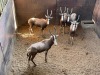 5 X BLESBOK - BLESBUCK V/F:5 MULATI (Betaal per dier/Pay per animal) - 3