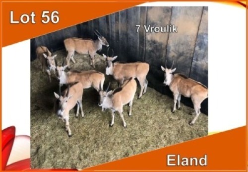 7x ELAND V/F:7 (Per stuk om lot te neem)