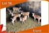 7x ELAND V/F:7 (Per stuk om lot te neem)