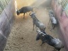 3 X BLOUWILDEBEES - BLUE WILDEBEEST M:3 MULATI (Betaal per dier/Pay per animal) - 2