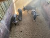 3 X BLOUWILDEBEES - BLUE WILDEBEEST M:3 MULATI (Betaal per dier/Pay per animal) - 3