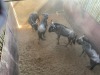 3 X BLOUWILDEBEES - BLUE WILDEBEEST M:3 MULATI (Betaal per dier/Pay per animal) - 4