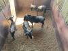 3 X BLOUWILDEBEES - BLUE WILDEBEEST M:3 MULATI (Betaal per dier/Pay per animal) - 5