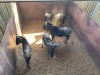3 X BLOUWILDEBEES - BLUE WILDEBEEST M:3 MULATI (Betaal per dier/Pay per animal) - 6