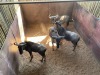 3 X BLOUWILDEBEES - BLUE WILDEBEEST M:3 MULATI (Betaal per dier/Pay per animal) - 7