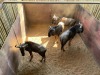 3 X BLOUWILDEBEES - BLUE WILDEBEEST M:3 MULATI (Betaal per dier/Pay per animal) - 8