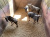 3 X BLOUWILDEBEES - BLUE WILDEBEEST M:3 MULATI (Betaal per dier/Pay per animal) - 9