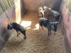 3 X BLOUWILDEBEES - BLUE WILDEBEEST M:3 MULATI (Betaal per dier/Pay per animal) - 10